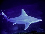 Симпатичная серо-голубая акула
